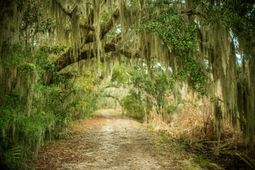 19 Middleton Oaks Road photo 4