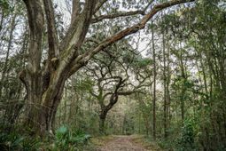 19 Middleton Oaks Road photo 4