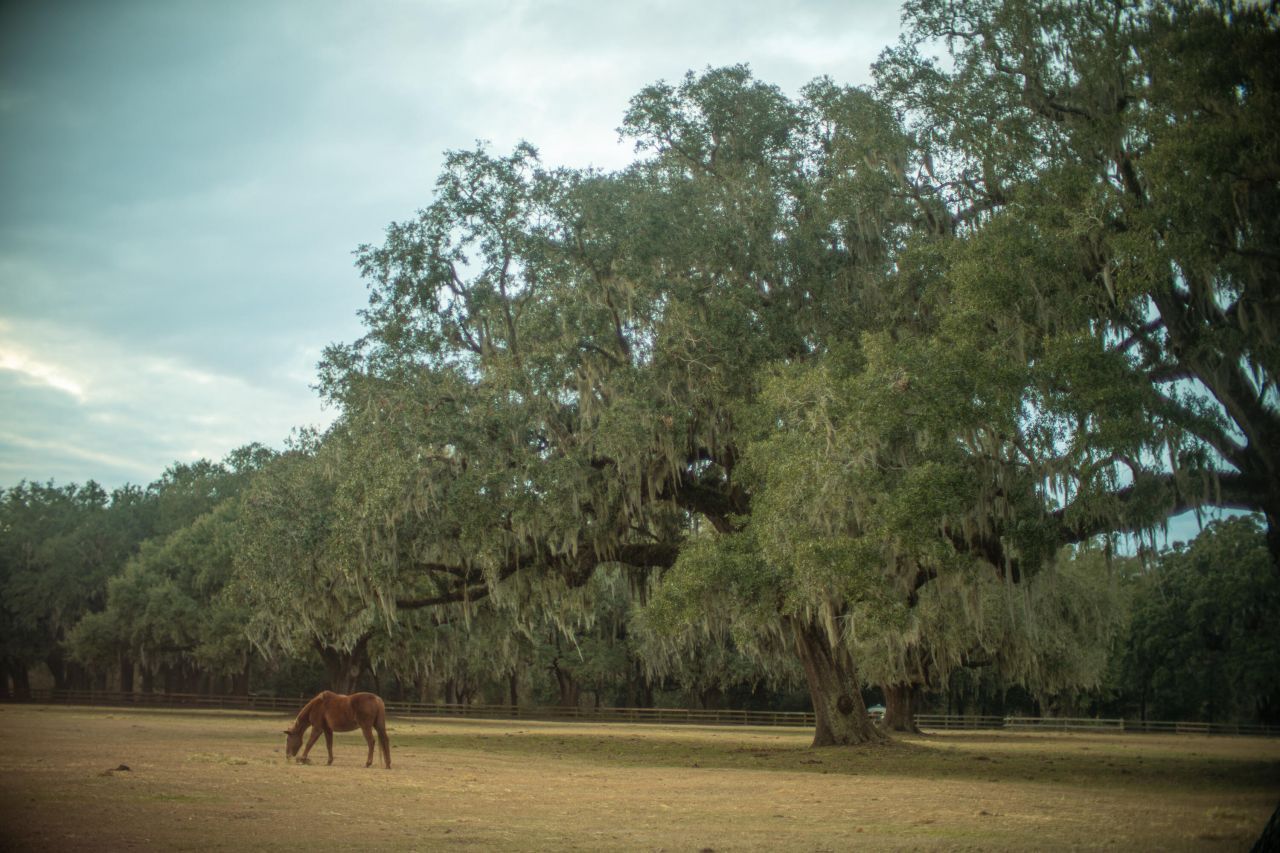 19 Middleton Oaks Road Photo 7
