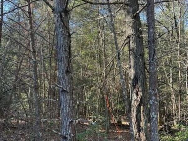 Tract 5 50th Avenue, Gruetli Laager, TN 37339