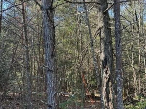 5 50th Avenue , Gruetli Laager, TN 37339