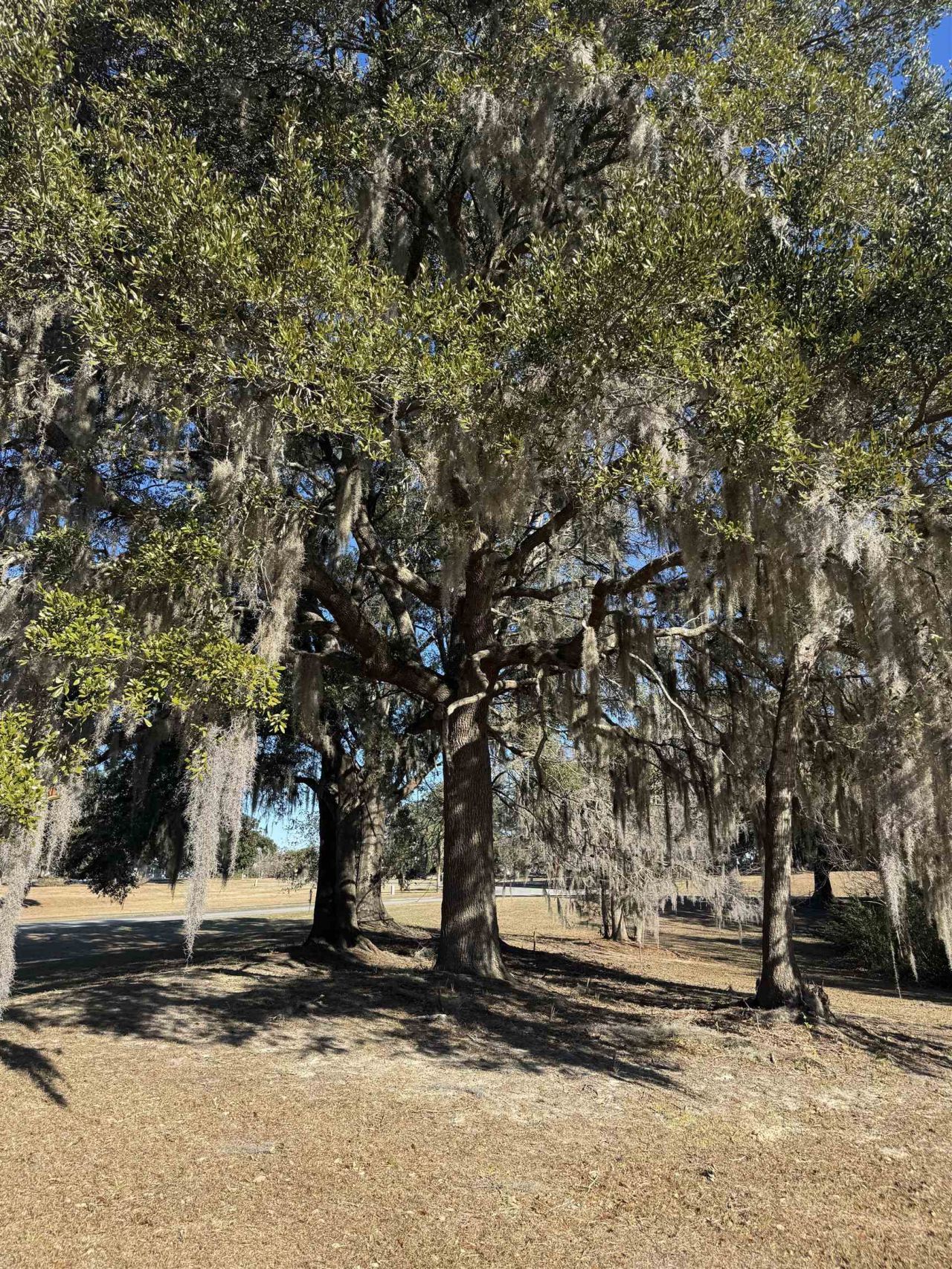 437 Rosebank Rd. Photo 2