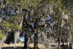 437 Rosebank Rd. photo 4