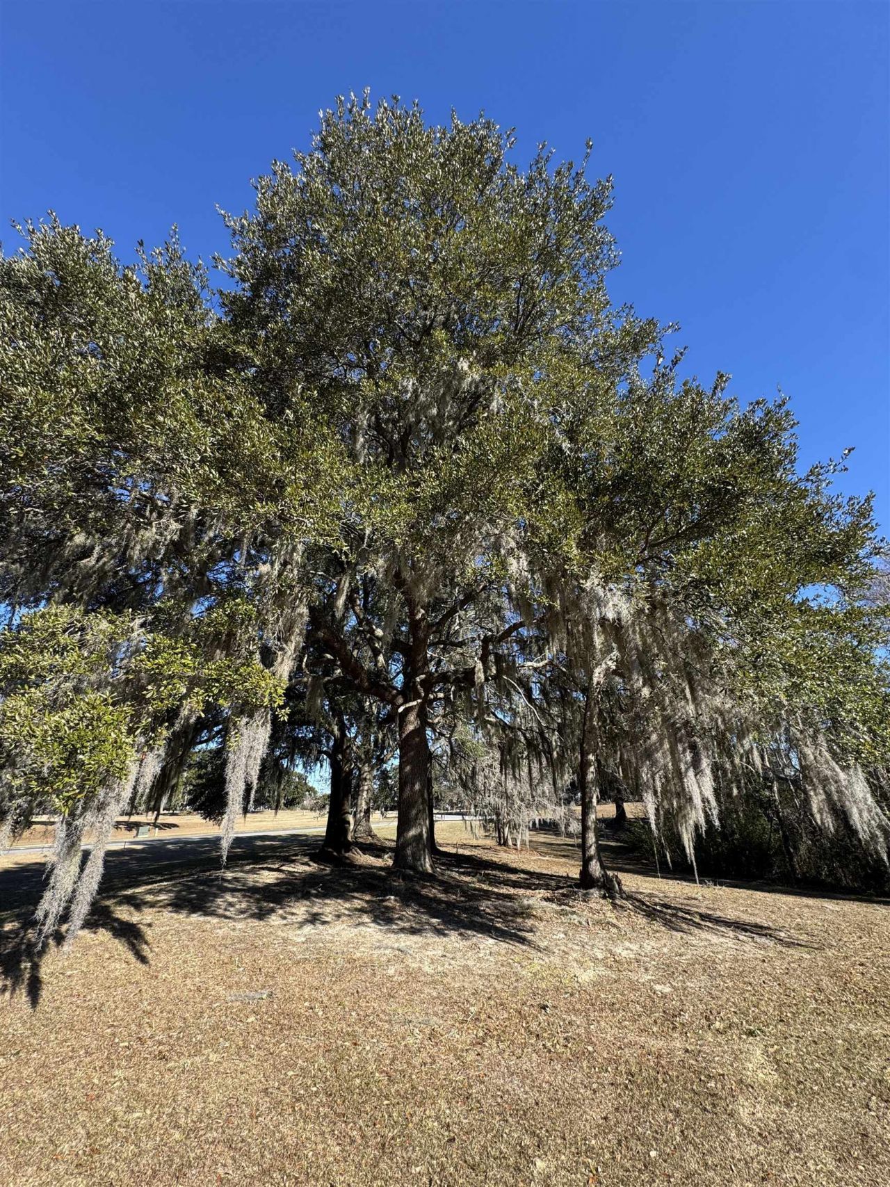 437 Rosebank Rd. Photo 3