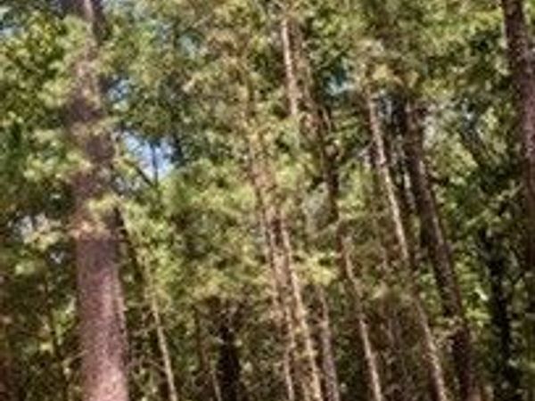 Whispering Pines, Antlers, OK 74523