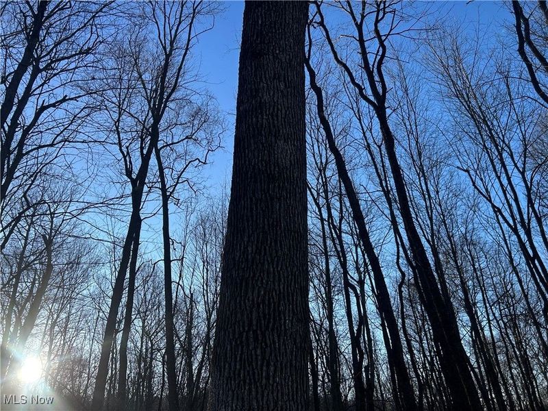 Jug Run Rd, Walhonding, OH 43822 Photo 22