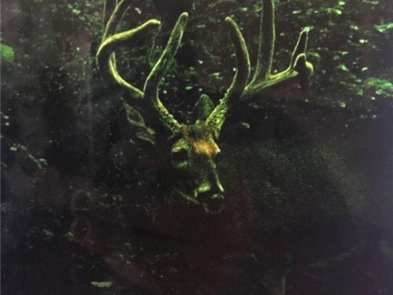 Jug Run Rd, Walhonding, OH 43822 Photo 5