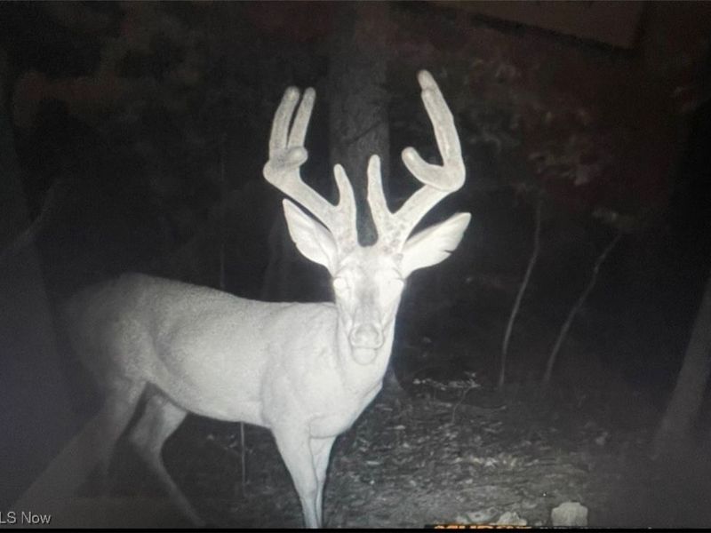 Jug Run Rd, Walhonding, OH 43822 Photo 6