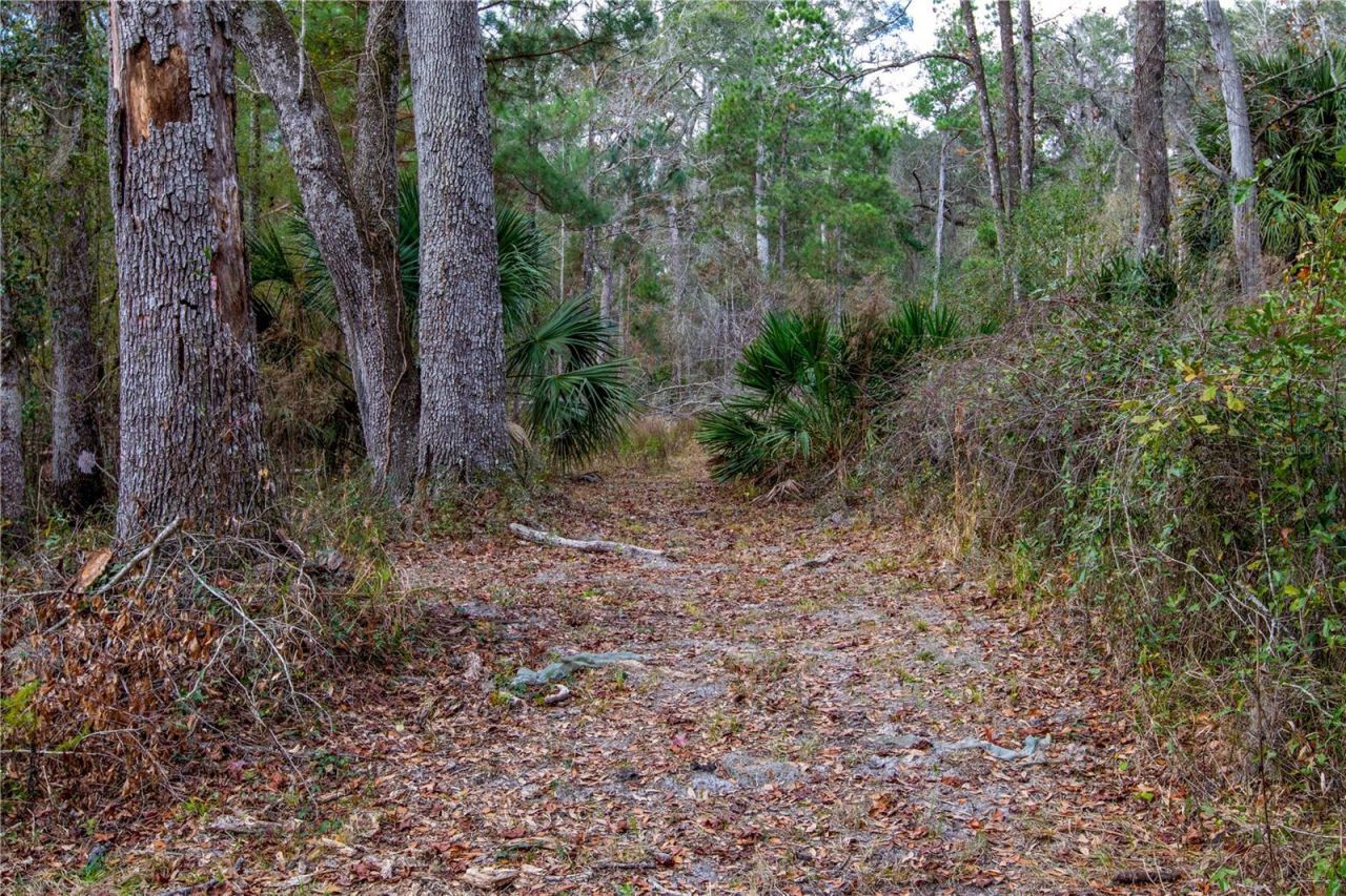 402 SE 709 Street, Old Town, FL 32680 Photo