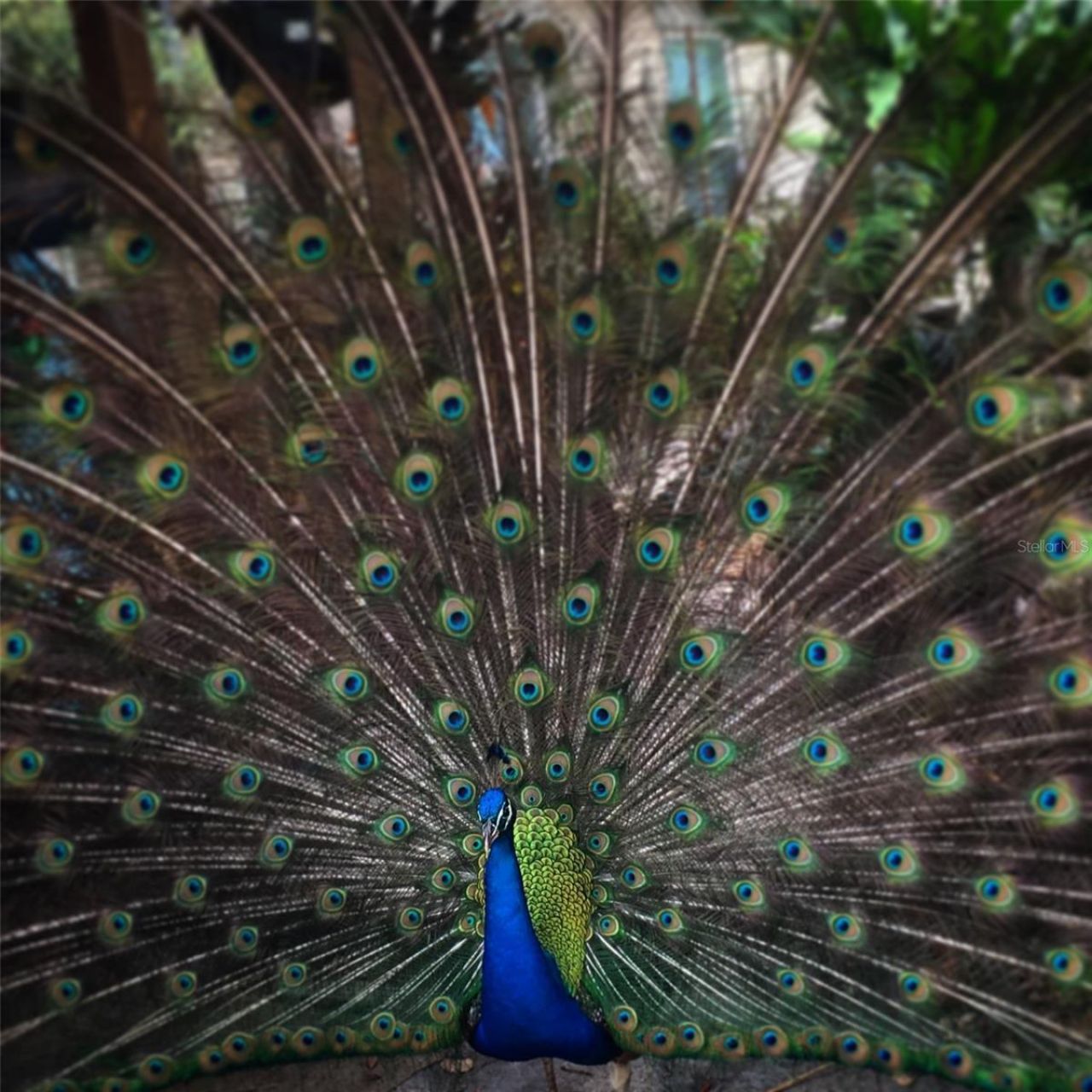 7970 Bannon Fish Camp Road, Haines City, FL 33844 Photo