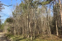 00 Whitestone Drive photo 4