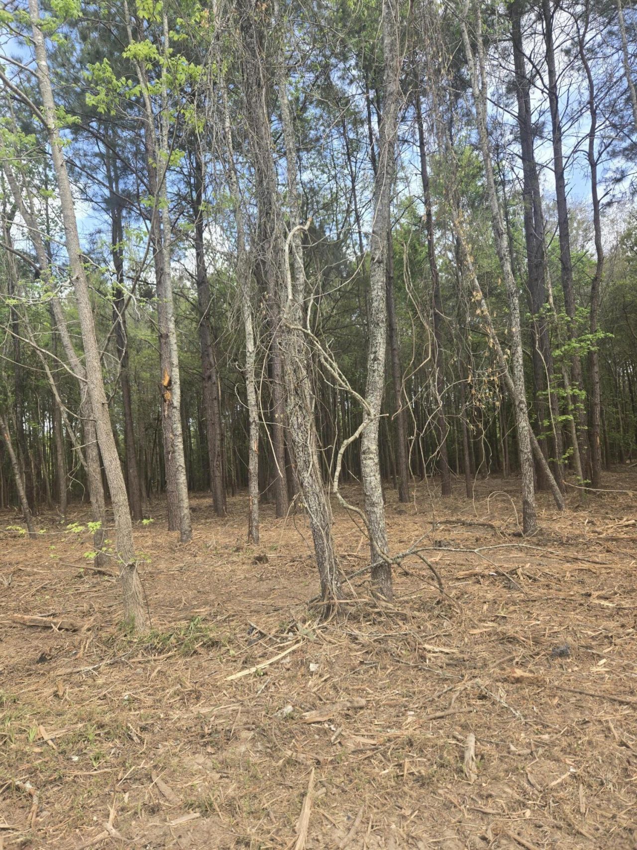 00 Whitestone Drive Photo 4