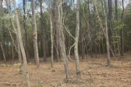 00 Whitestone Drive photo 4