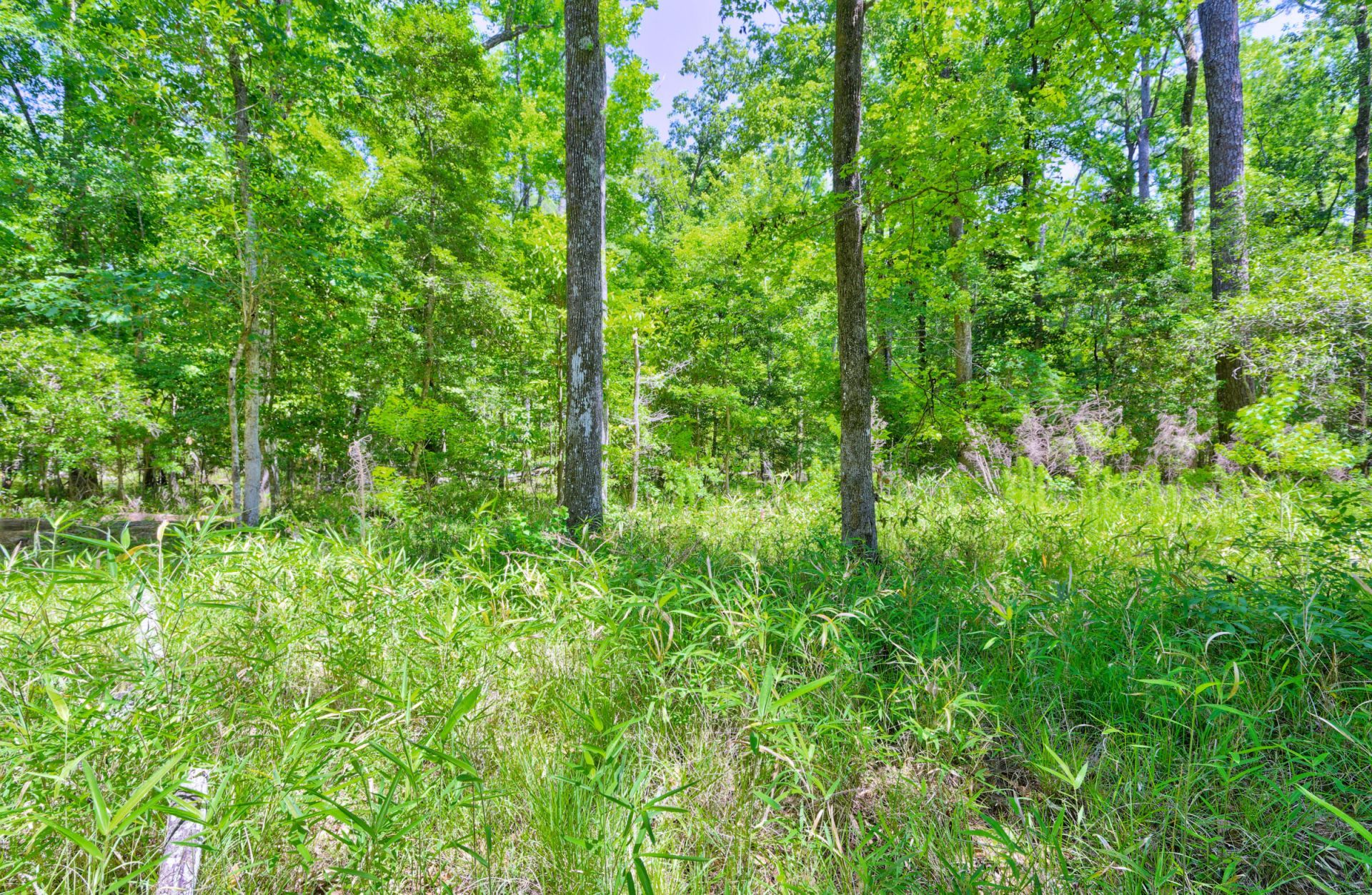 207 Woodlawn Street Photo 41