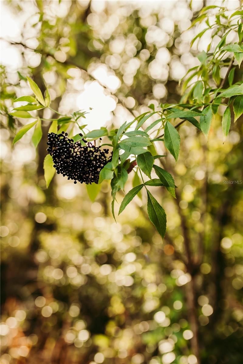 5812 N Dormany Road, Plant City, FL 33565 Photo