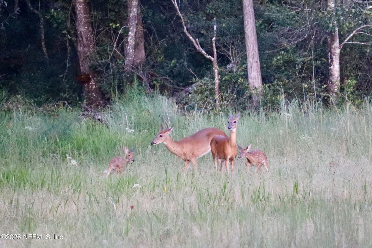 15779 Mohawk Street, Glen St. Mary, FL 32040 Photo