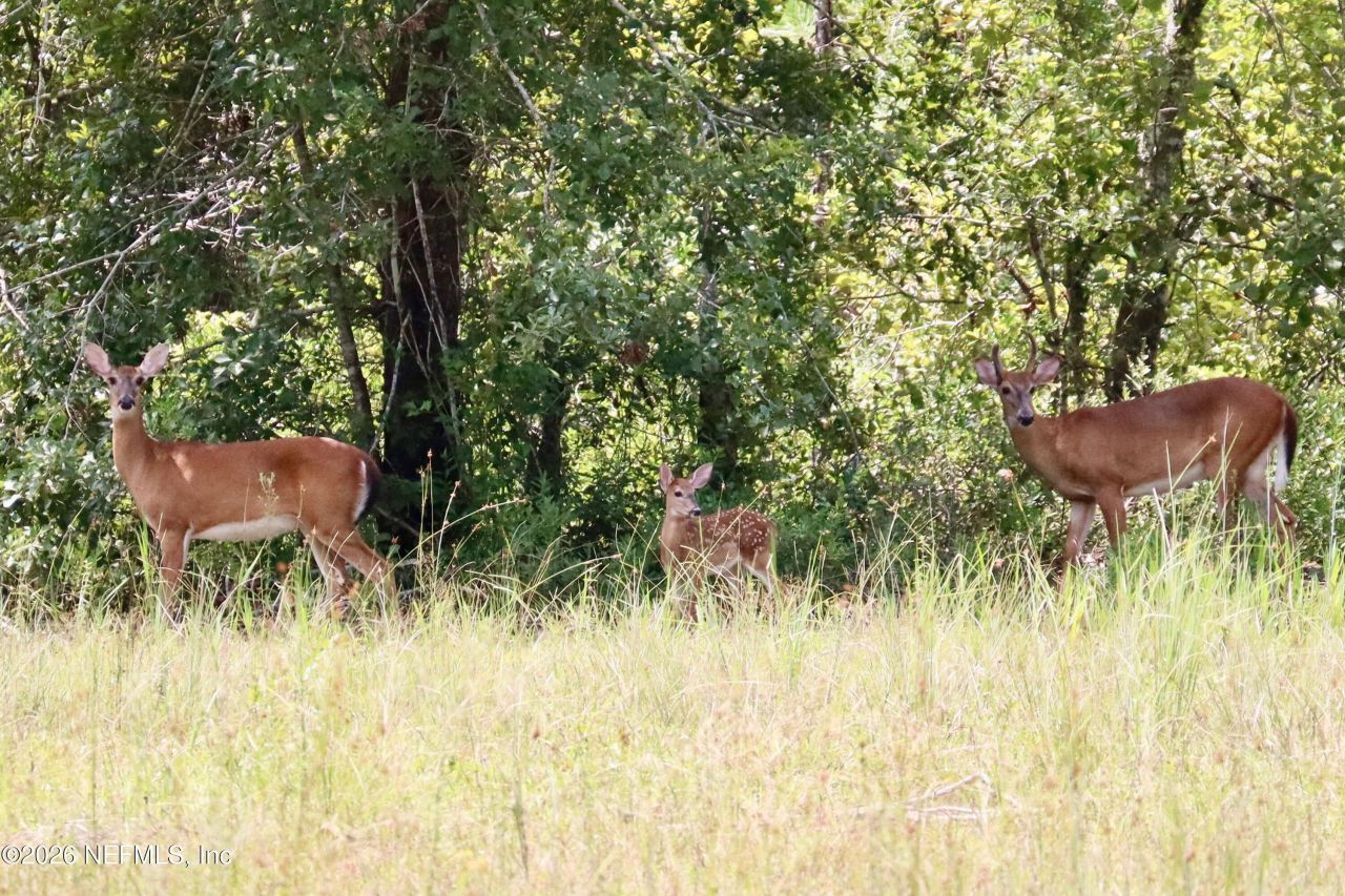 15779 Mohawk Street, Glen St. Mary, FL 32040 Photo