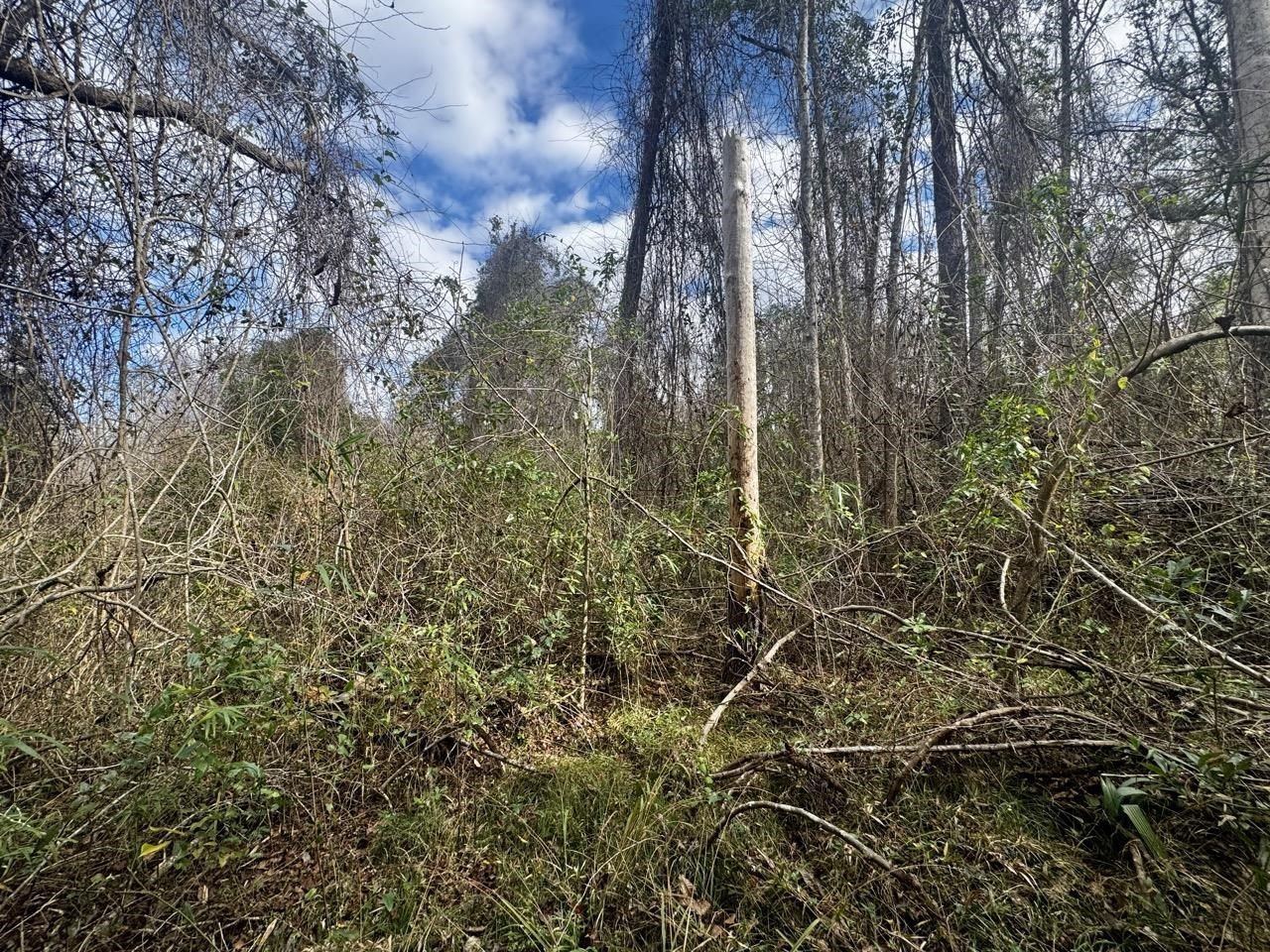 000 W Us 90, Madison, FL 32331 Photo