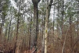 1176 Great Falls Highway photo 4