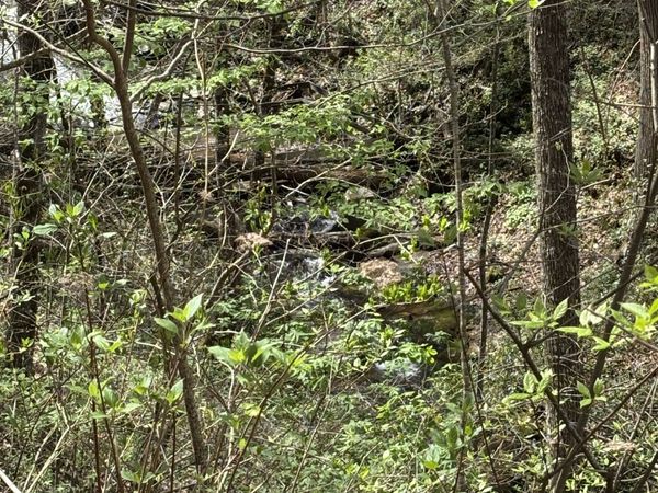 0 Laurel Branch, Dawsonville, GA 30534