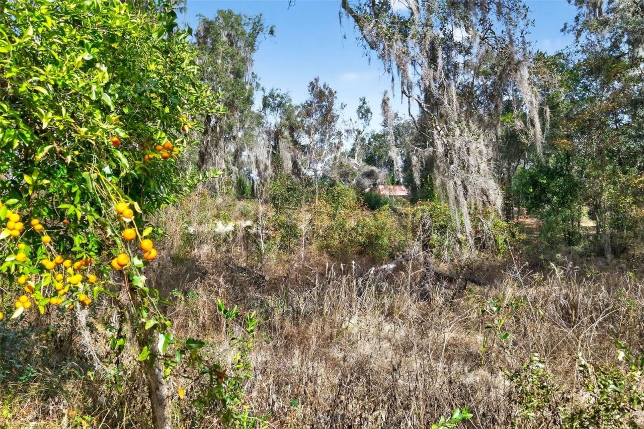 8989 S Great Oaks Drive, Floral City, FL 34436 Photo