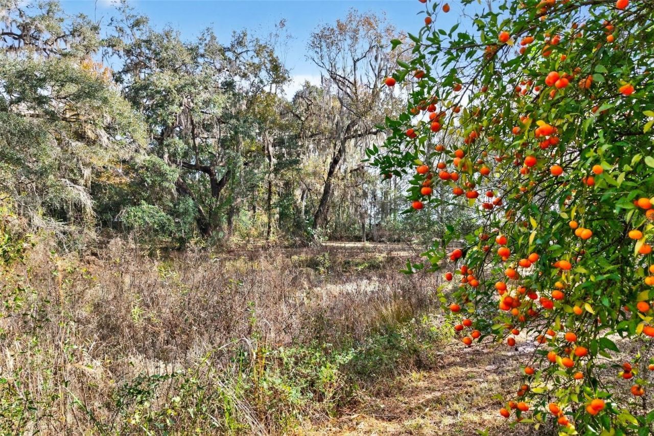 8989 S Great Oaks Drive, Floral City, FL 34436 Photo