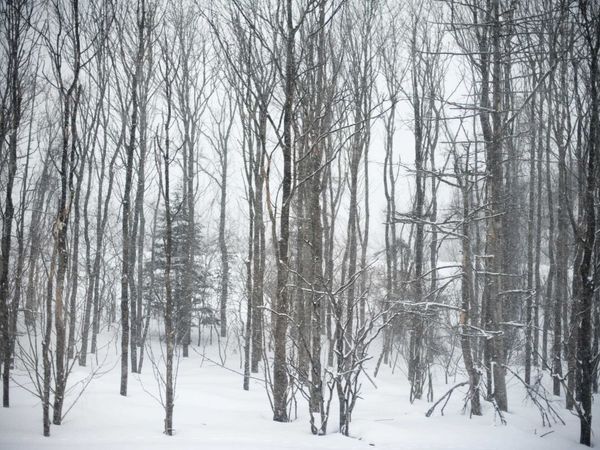 10 Issax Fox Road, Unit D-10, Section 10, Campton, NH 03223