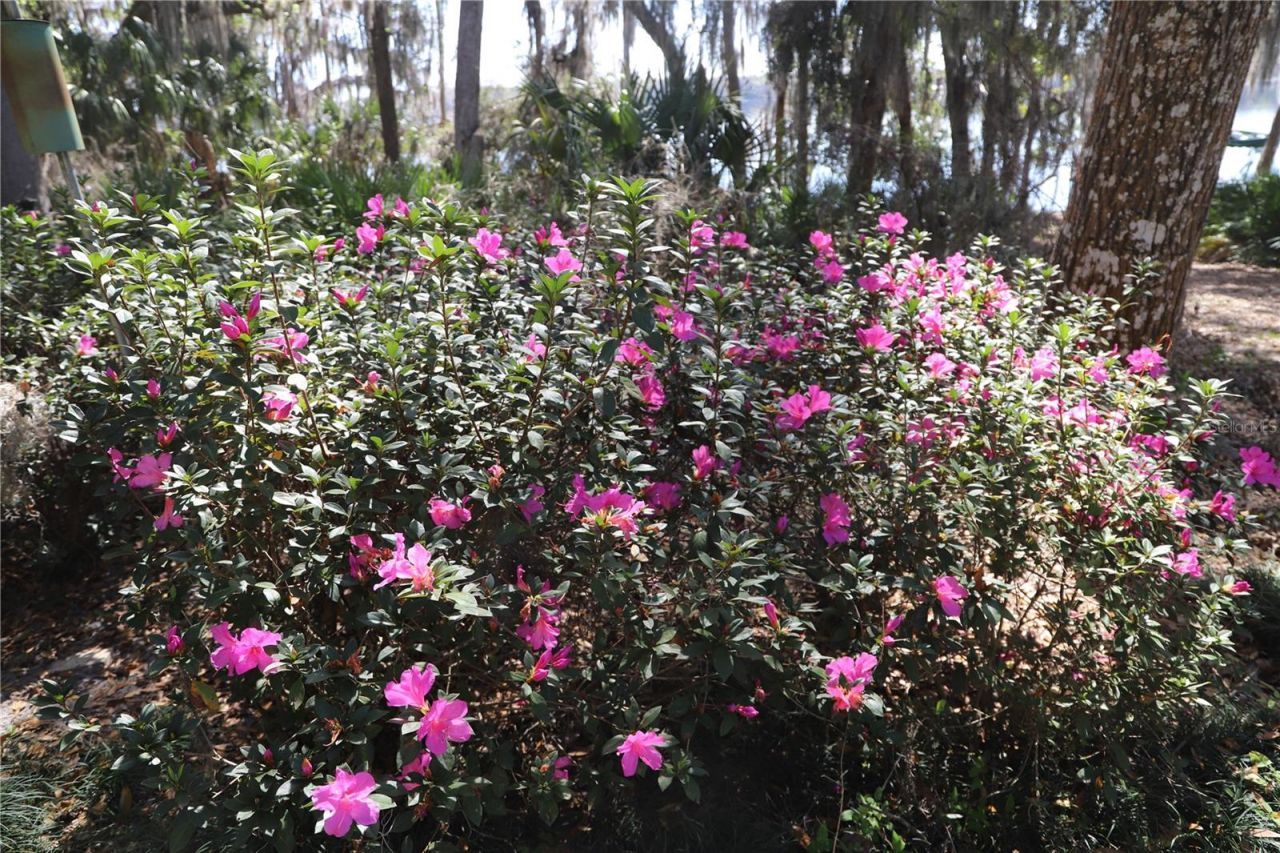 243 Herman Drive, Hawthorne, FL 32640 Photo