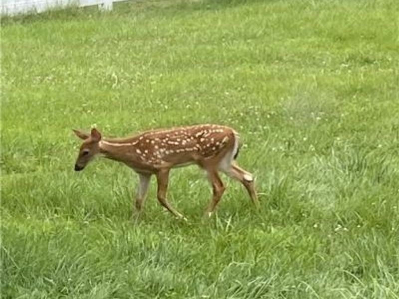 210 Highland Drive, Medina, OH 44256 Photo 10