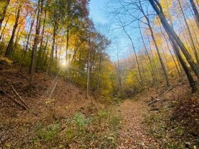 23584 Conrad Road, South Bloomingville, OH 43152 Photo 10