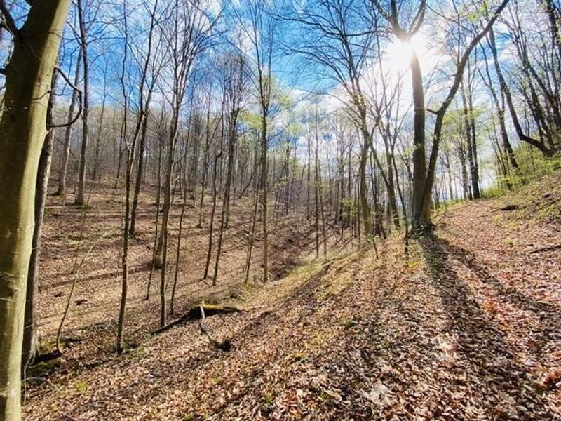 23584 Conrad Road, South Bloomingville, OH 43152 Photo 3