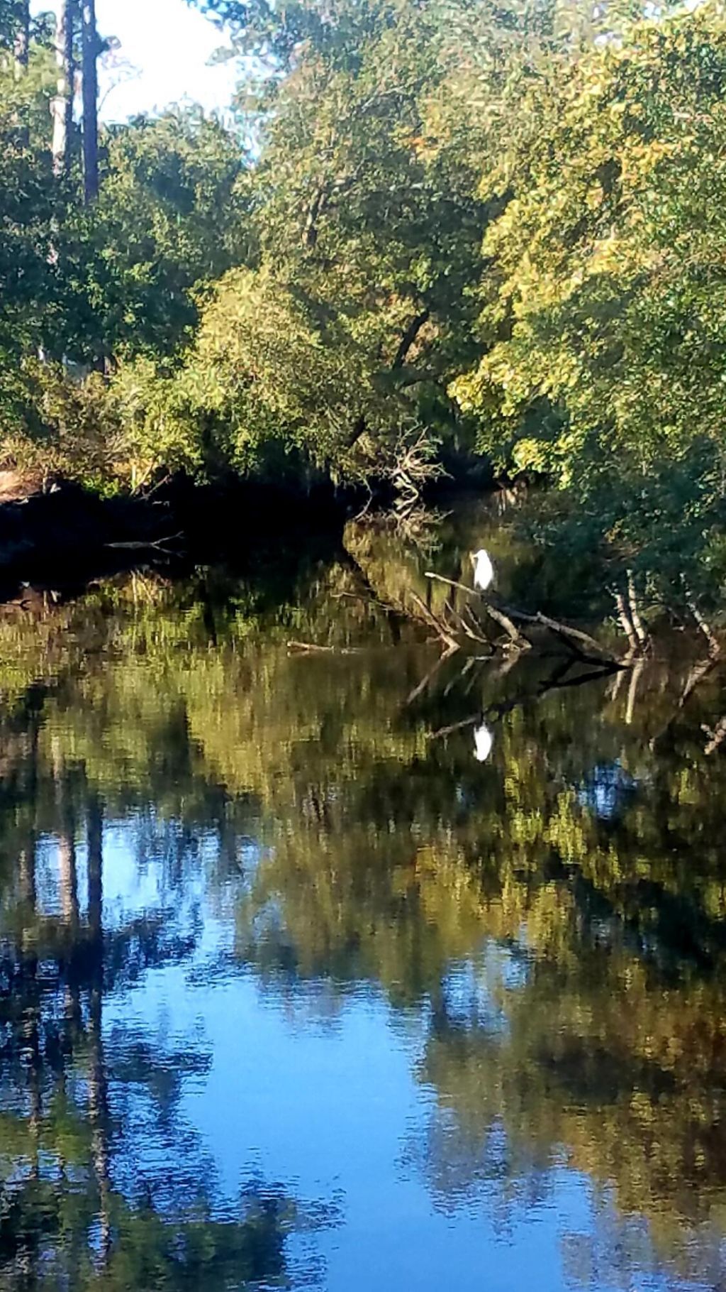 2916 Caroline Rose Path Photo 58