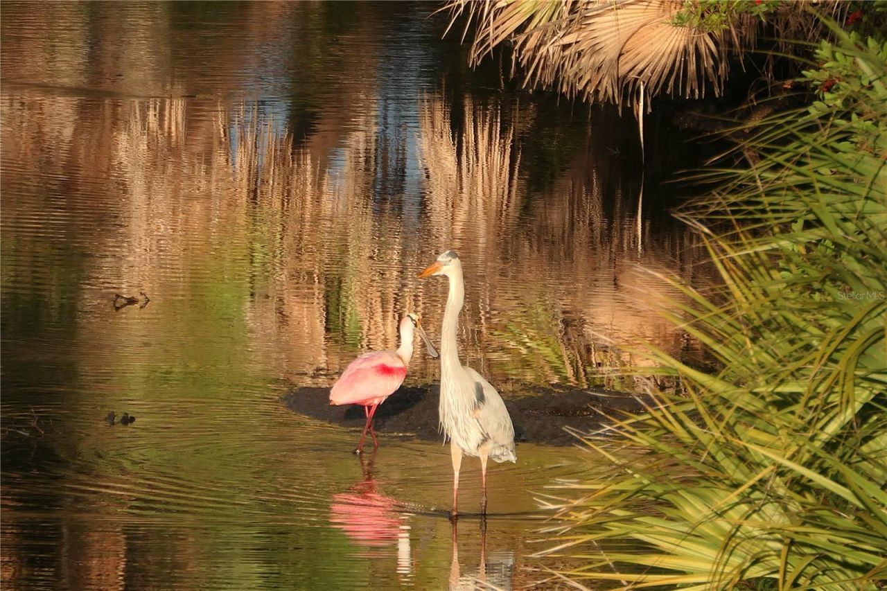 484 Marsh Creek Road, Venice, FL 34292 Photo