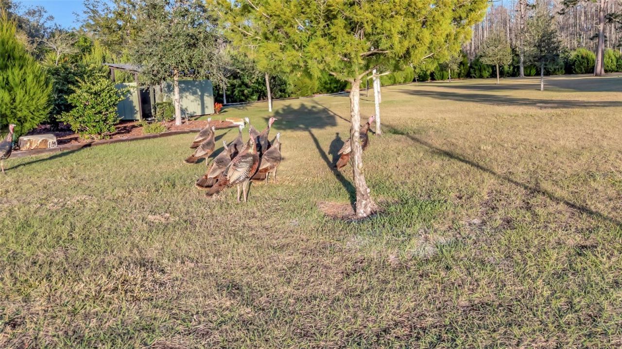 7330 Crabgrass Road, Saint Cloud, FL 34773 Photo