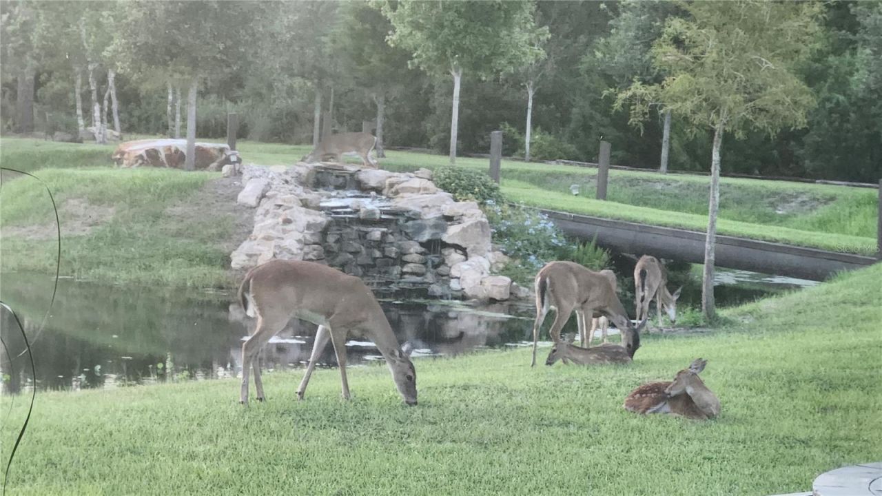 7330 Crabgrass Road, Saint Cloud, FL 34773 Photo