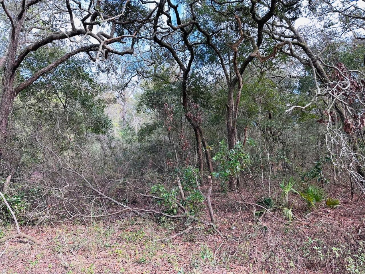 16151 NW 80th Court, Fanning Springs, FL 32693 Photo