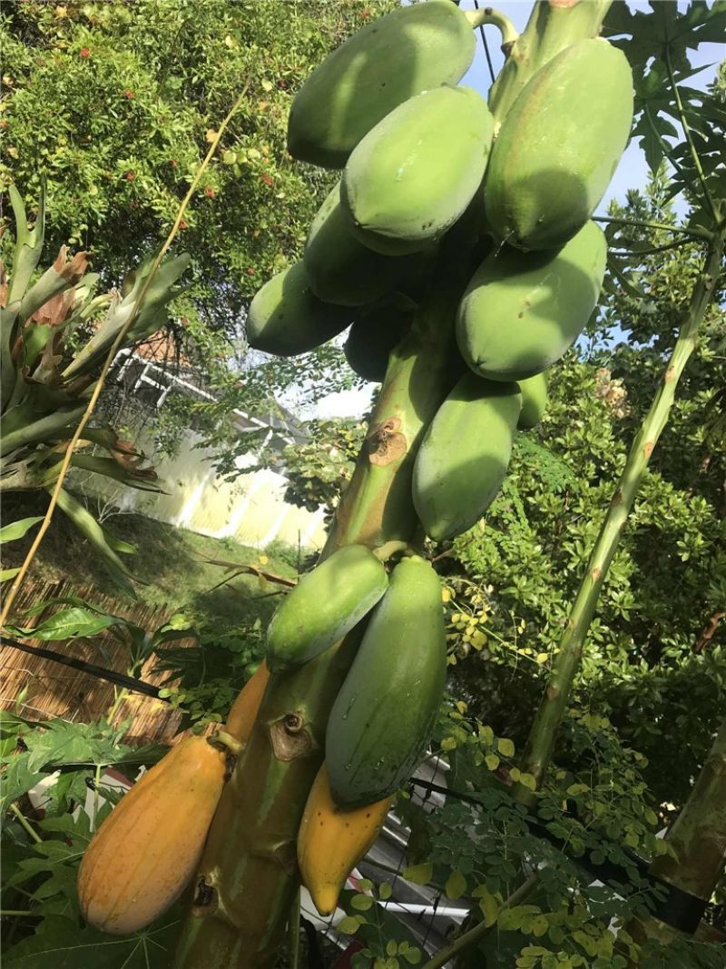 450 Hazel Street, Sebastian, FL 32958 Photo