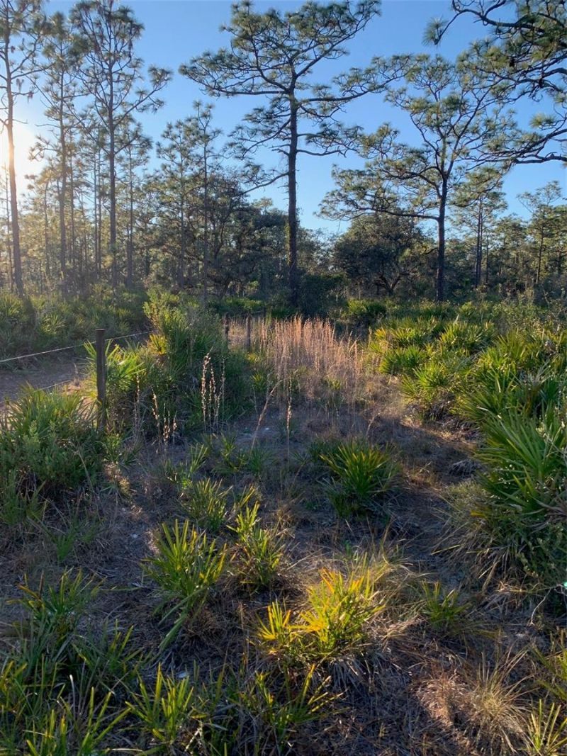 49 Fenny Bosk Trail, Venus, FL 33960 Photo