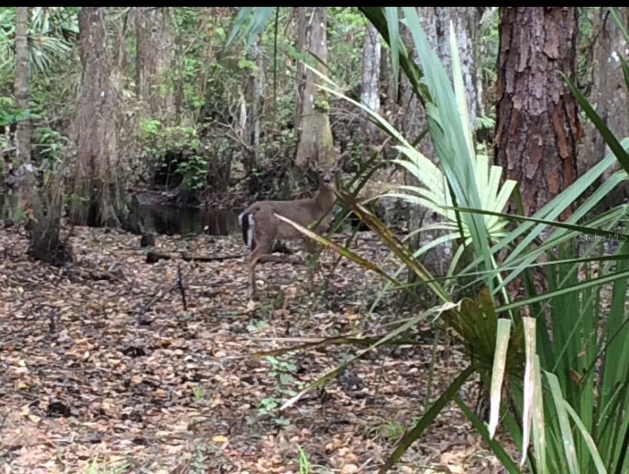 49 Fenny Bosk Trail, Venus, FL 33960 Photo