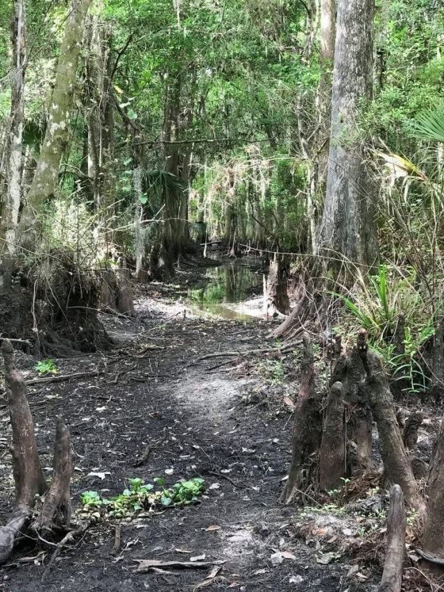 49 Fenny Bosk Trail, Venus, FL 33960 Photo