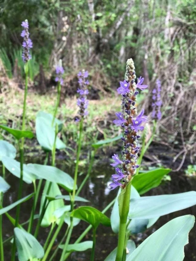 49 Fenny Bosk Trail, Venus, FL 33960 Photo