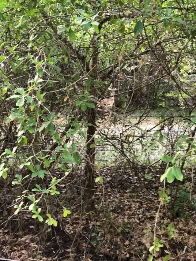 49 Fenny Bosk Trail, Venus, FL 33960 Photo