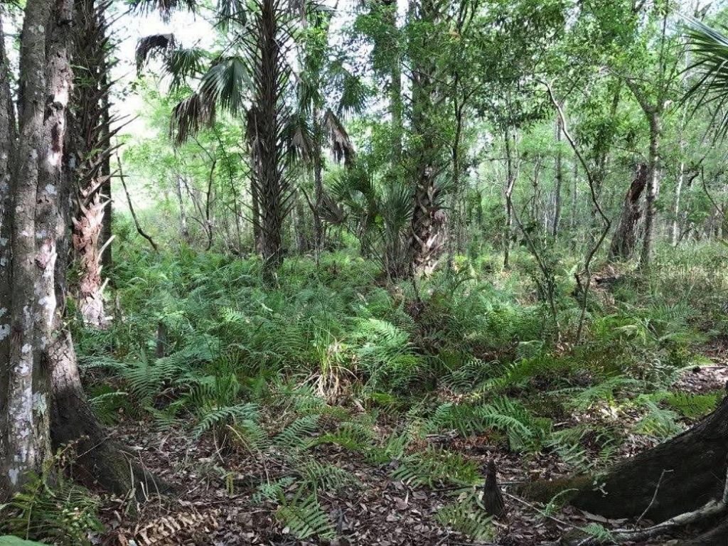 49 Fenny Bosk Trail, Venus, FL 33960 Photo