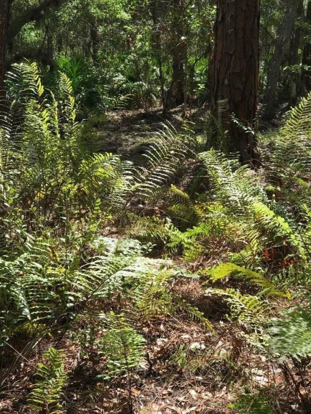 49 Fenny Bosk Trail, Venus, FL 33960 Photo