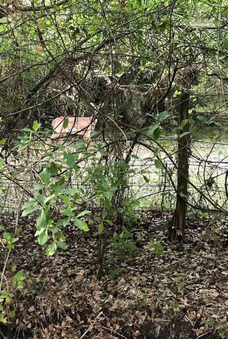 49 Fenny Bosk Trail, Venus, FL 33960 Photo