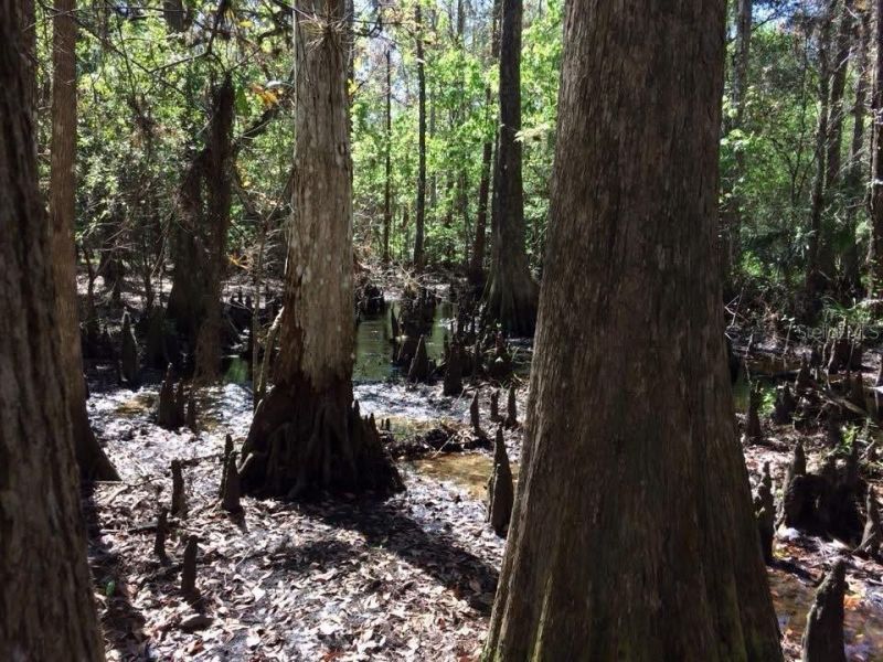 49 Fenny Bosk Trail, Venus, FL 33960 Photo