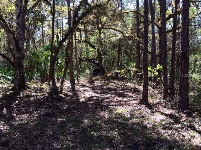 49 Fenny Bosk Trail, Venus, FL 33960 Photo