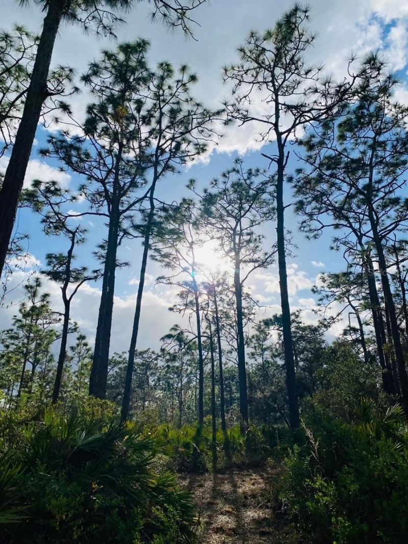 49 Fenny Bosk Trail, Venus, FL 33960 Photo