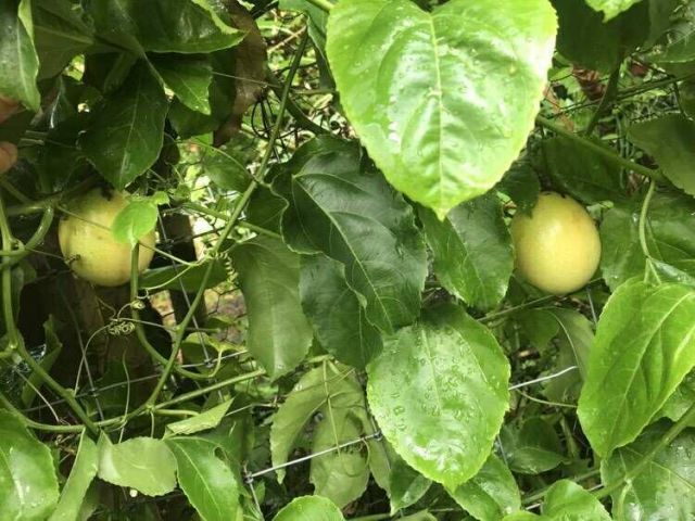 450 Hazel Street, Sebastian, FL 32958 Photo