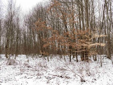 Lot 1 Shady Grove Road, Bruceton Mills, WV 26525